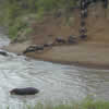 Wildebeest crossing the Mara river.