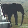 A Mara elephant.