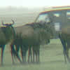 Wildebeest in the rain.