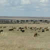 Maasai livestock.