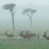 Thompson's gazelle in the rain.