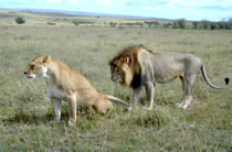 Lion and lioness in the Maasai Mara.